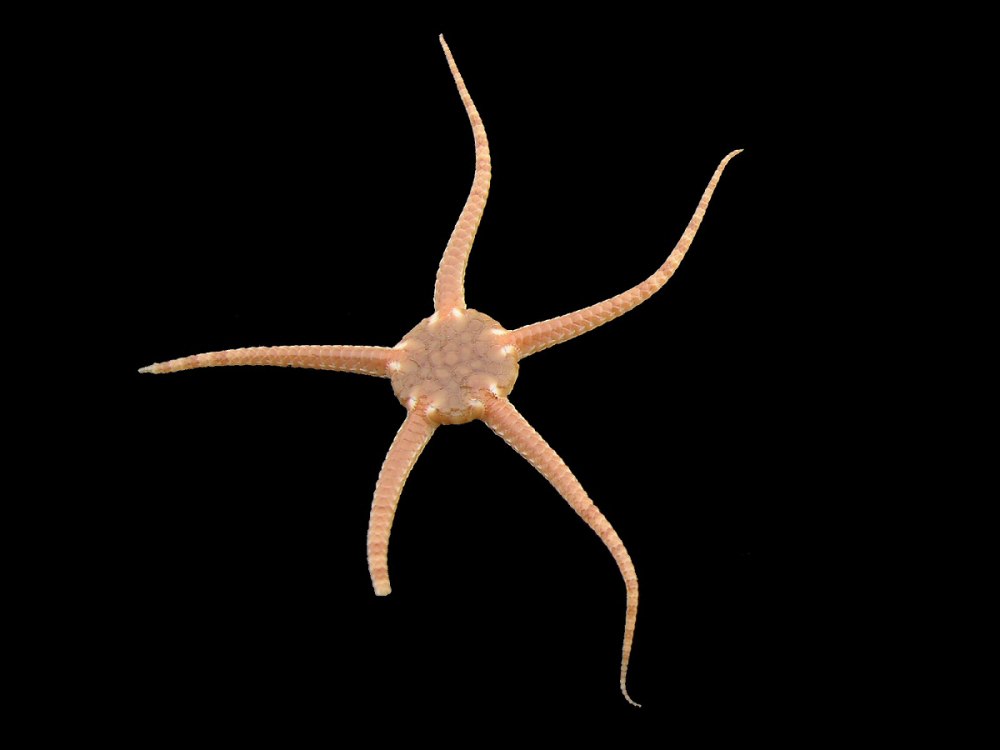 Amphiura Stepanovi