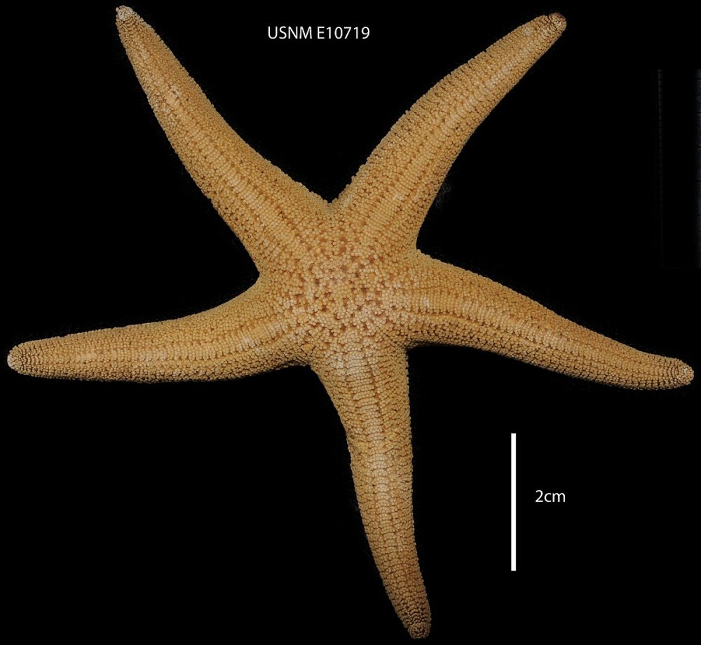 Aphyonus gelatinosus