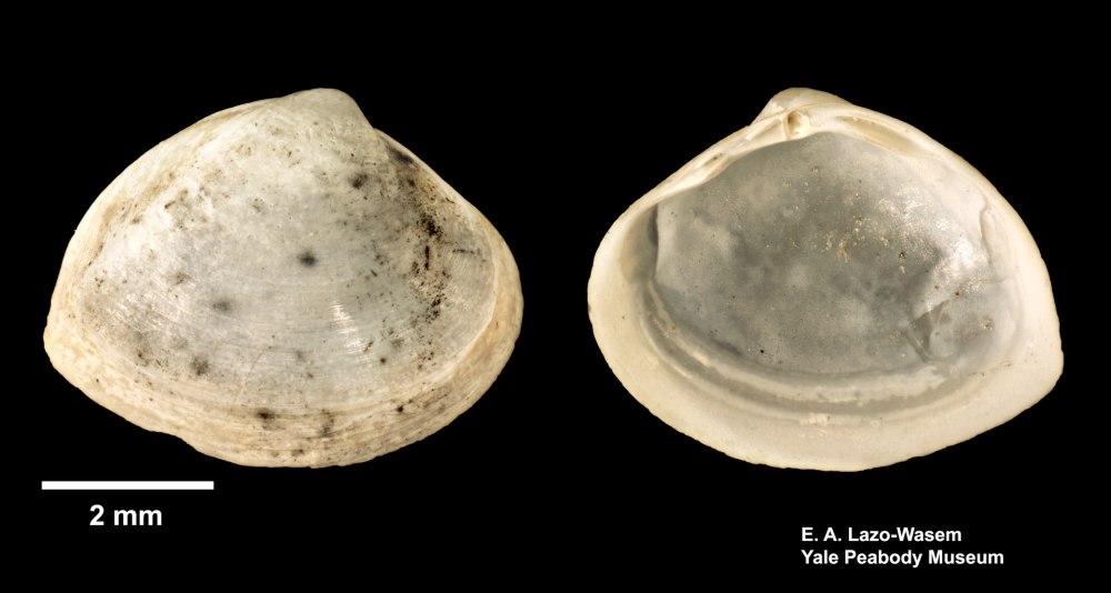 Epicondylus lateralis femoris