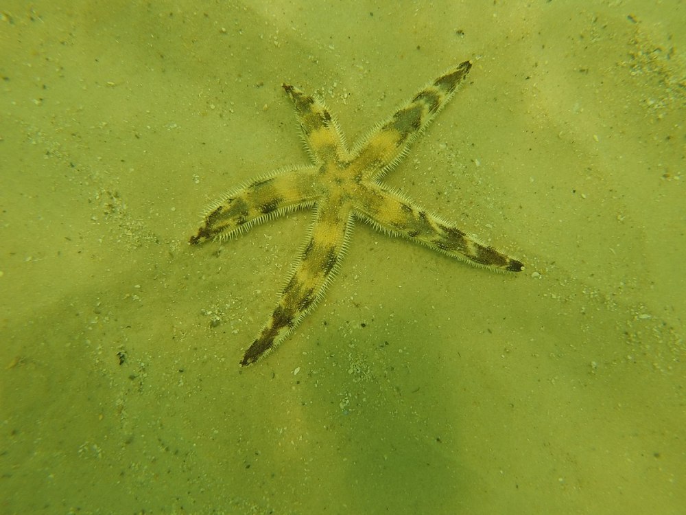Морская звезда Luidia maculata