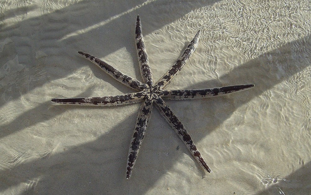 Морская звезда Luidia maculata