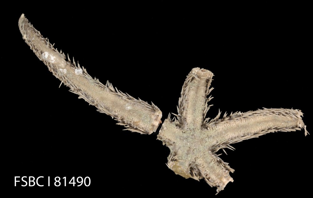 Luidia quinaria Martens