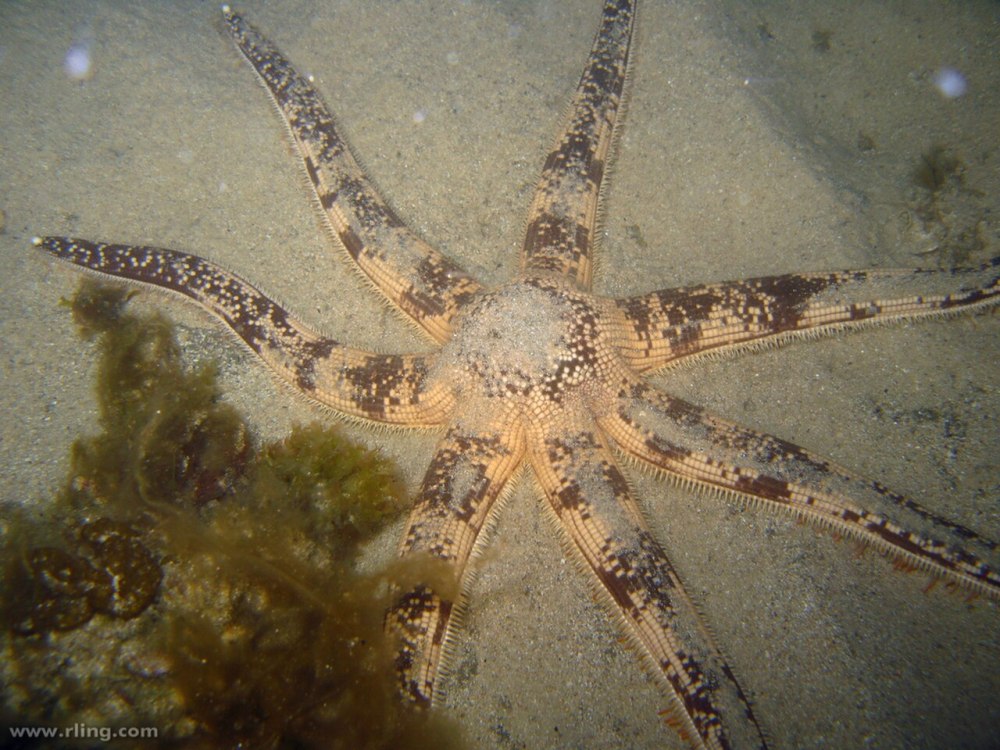 ПАКСИЛЛОНОСНЫЕ морские звёзды