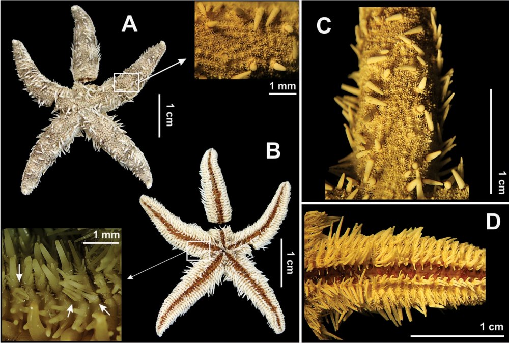 Luidia quinaria