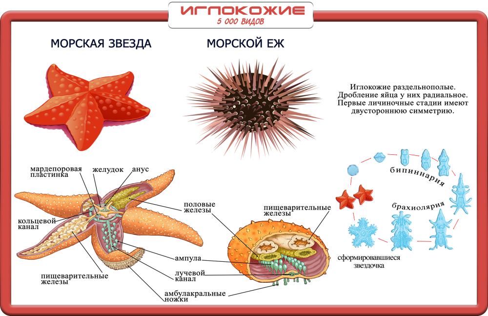 Внутреннее строение иглокожих