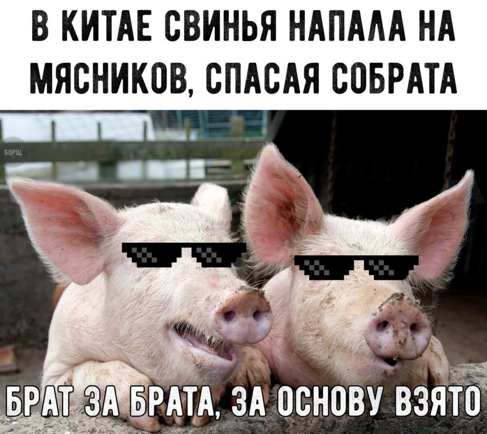 Свинья прикол