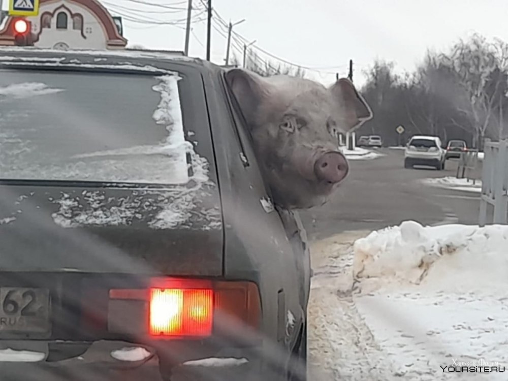 Поросенок в машине