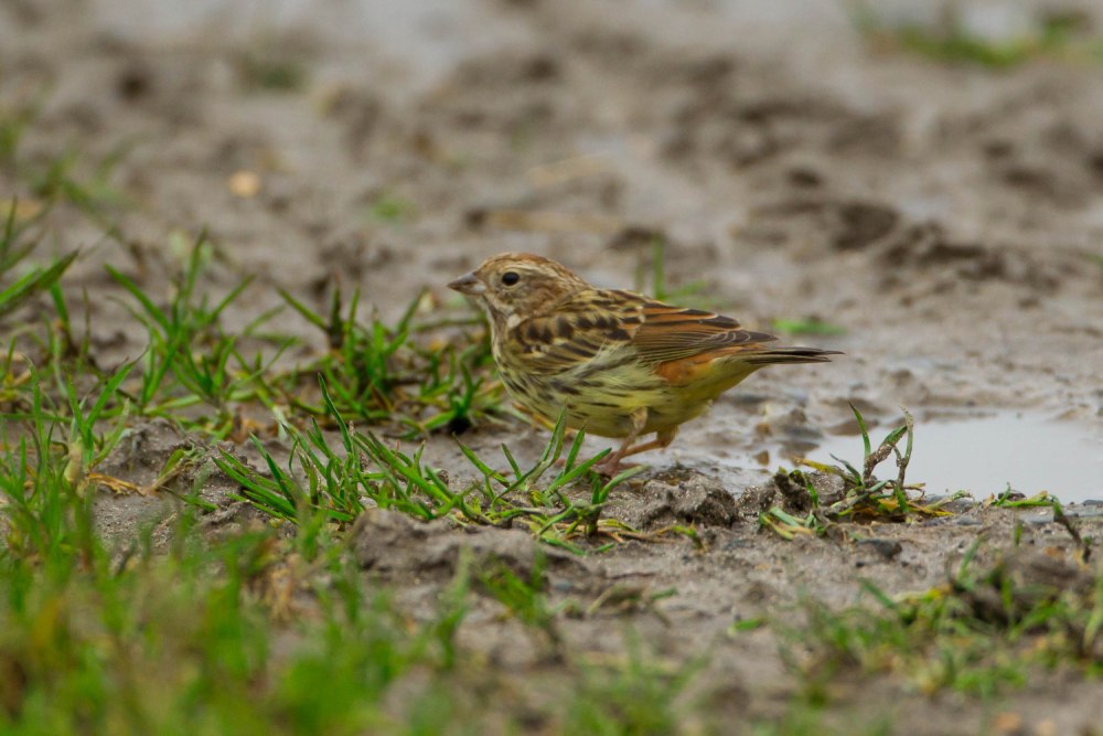 Emberiza Rutila