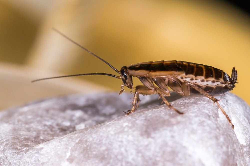 Blattella Germanica таракан