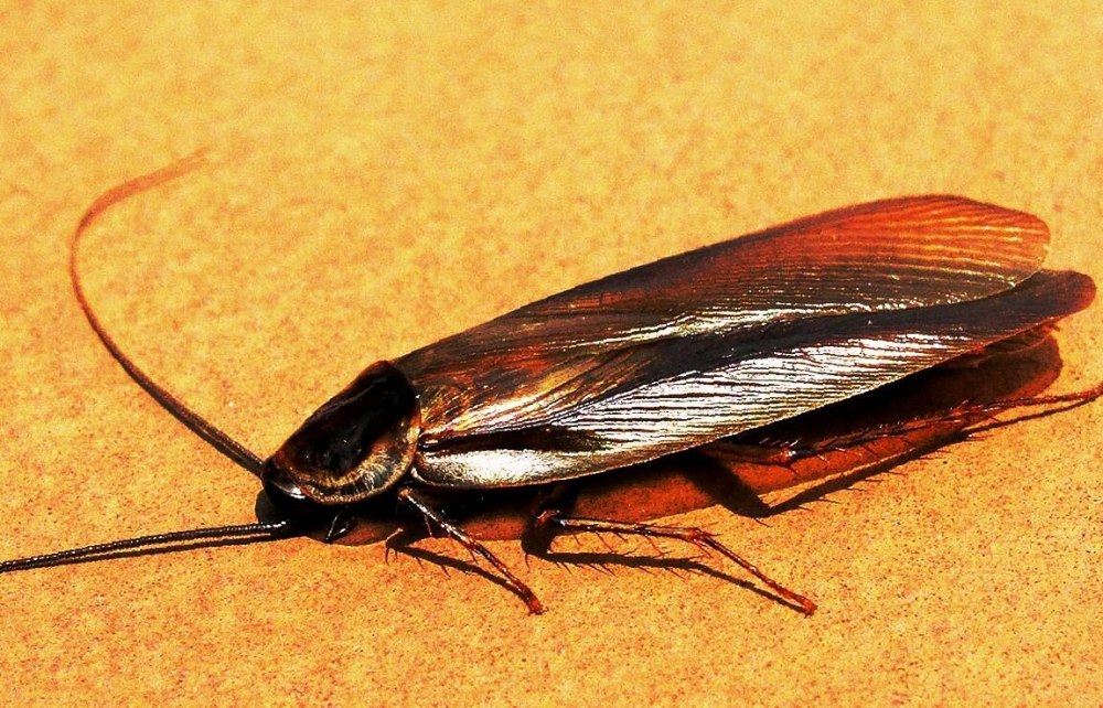 Тропические тараканы семейства Dictyoptera