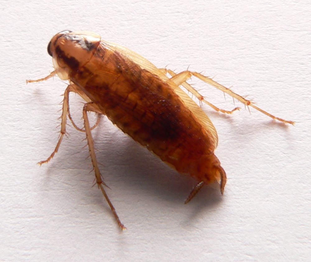 Blattella Germanica таракан