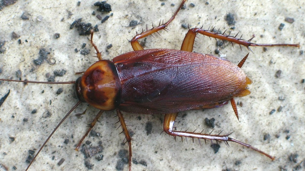 Таракан Megaloblatta longipennis