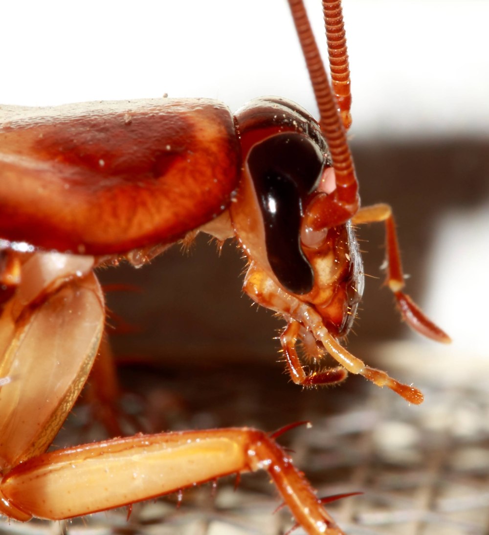 Таракан Megaloblatta longipennis
