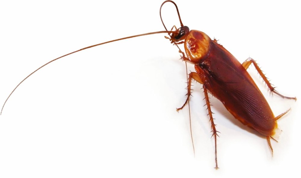 Американский (Periplaneta Americana)