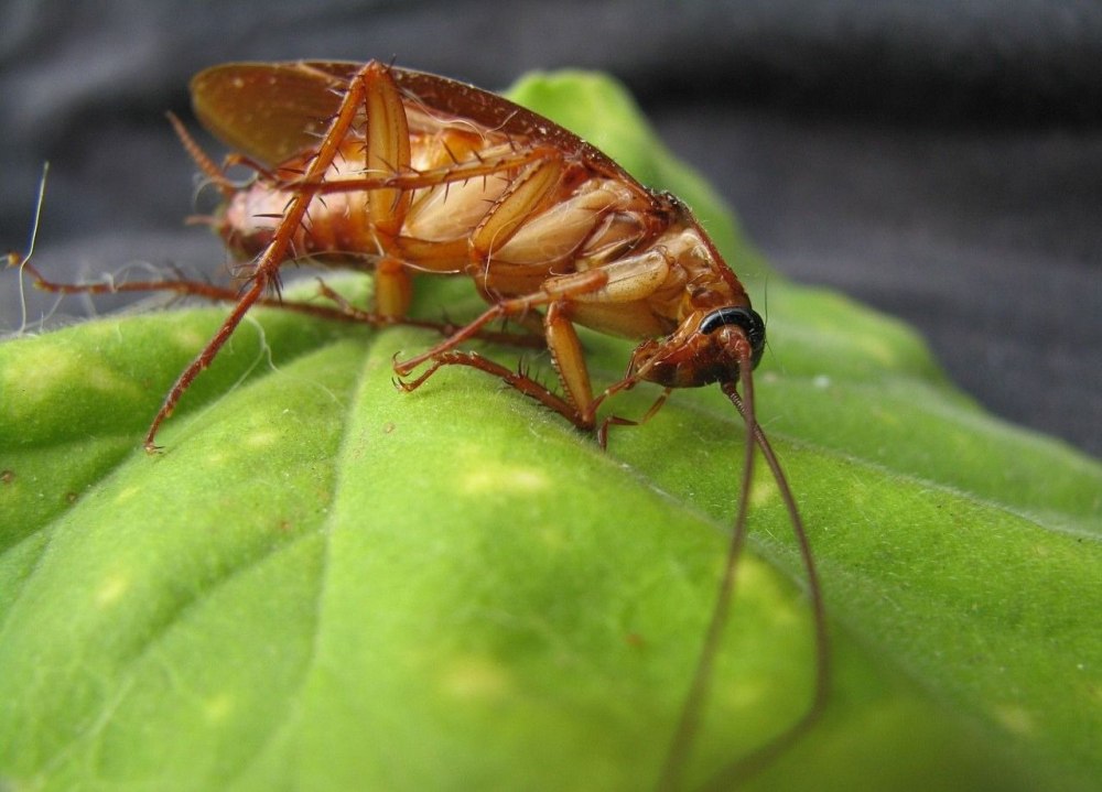Таракан Megaloblatta longipennis