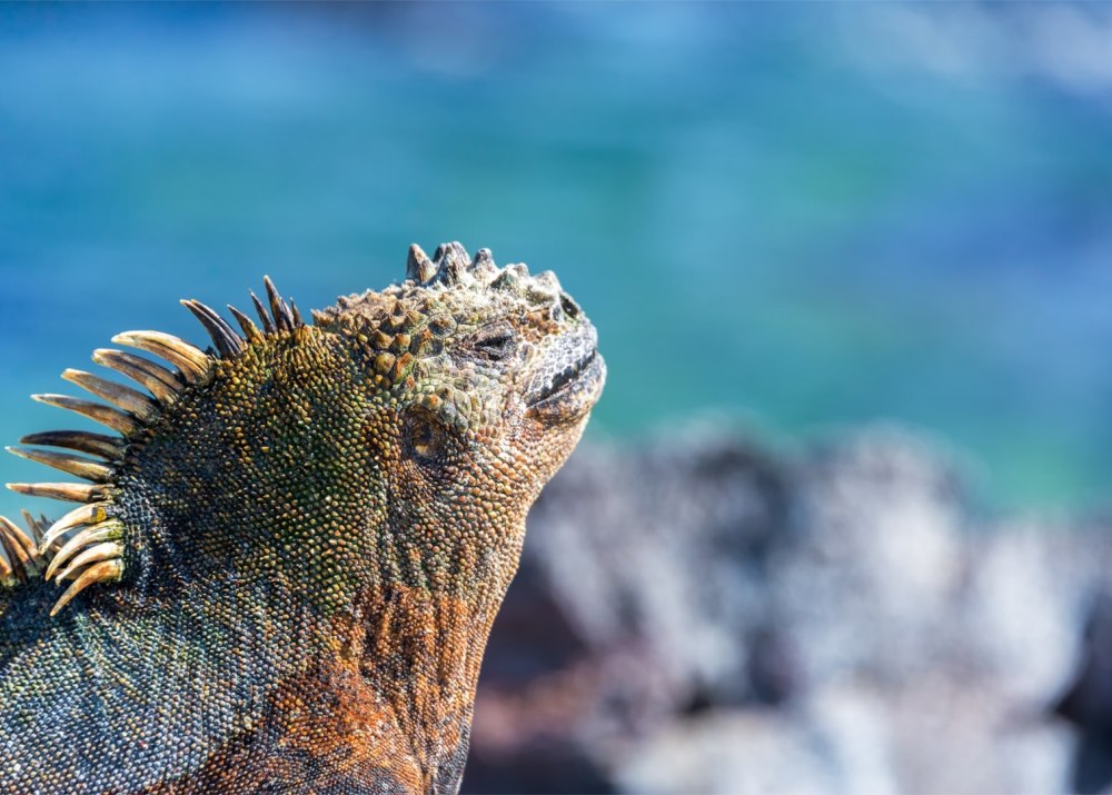 Iguana Sun