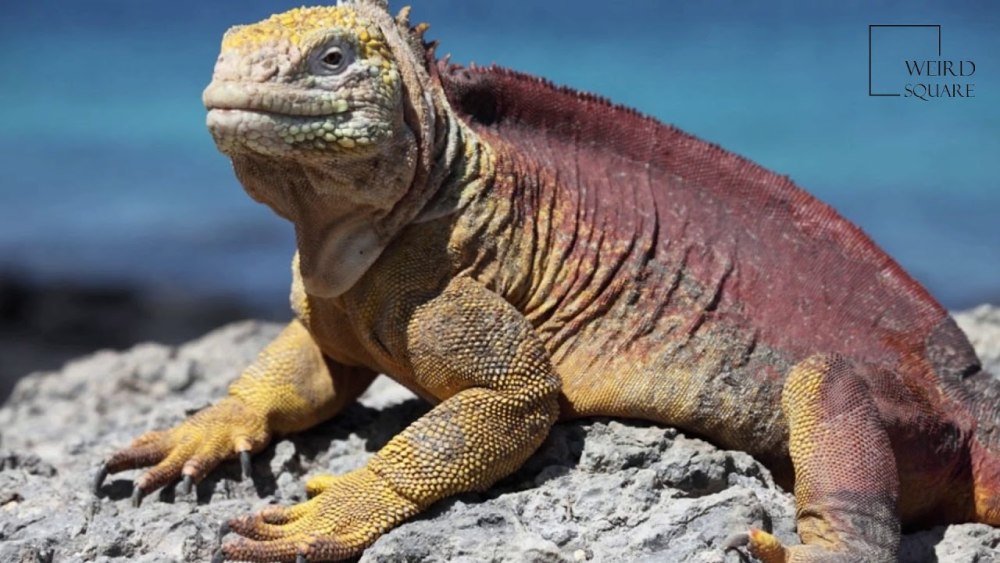 Land Iguana