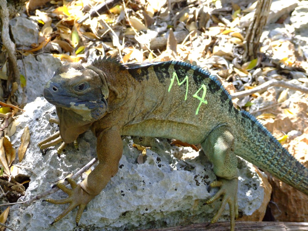 Cyclura collei