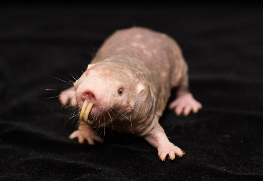 Голый землекоп (Heterocephalus Glaber)