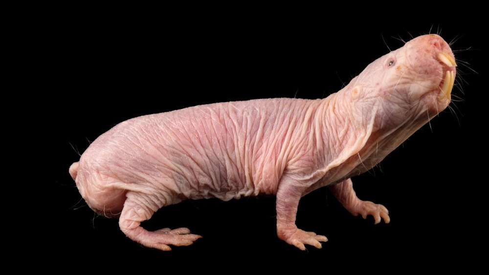 Голый землекоп (Heterocephalus Glaber)