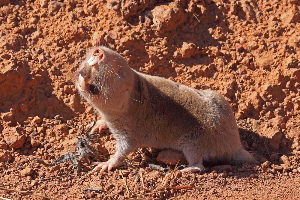 FUKOMYS damarensis