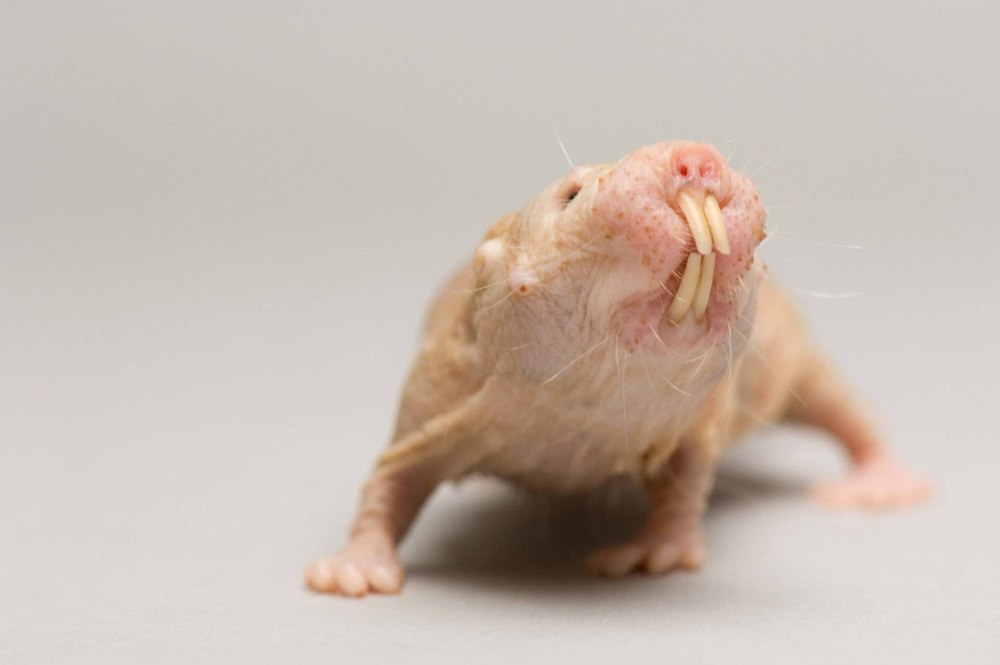 Голый землекоп (Heterocephalus Glaber)