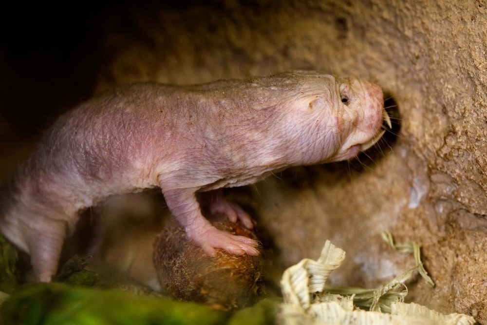 Голый землекоп (Heterocephalus Glaber)