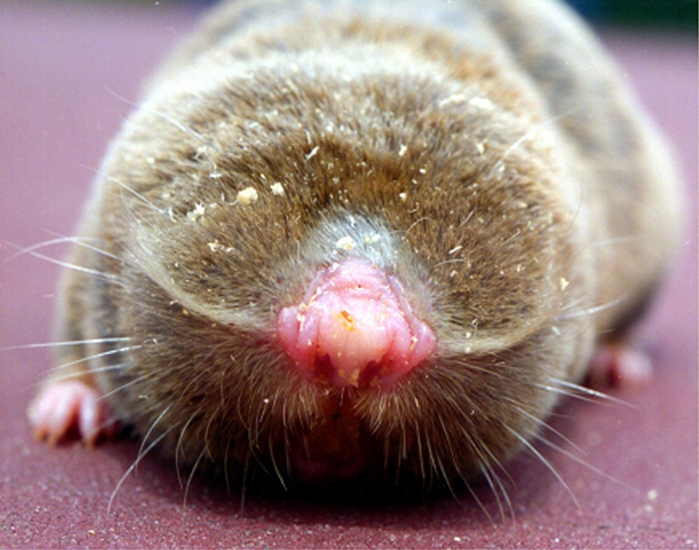 Обыкновенный слепыш (Spalax microphthalmus)