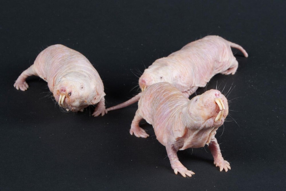 Голый землекоп (Heterocephalus Glaber)