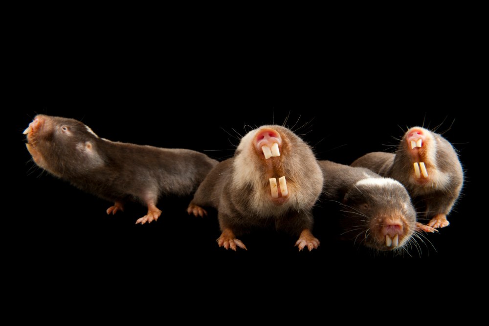 FUKOMYS anselli