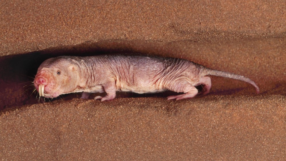 Голый землекоп (Heterocephalus Glaber)