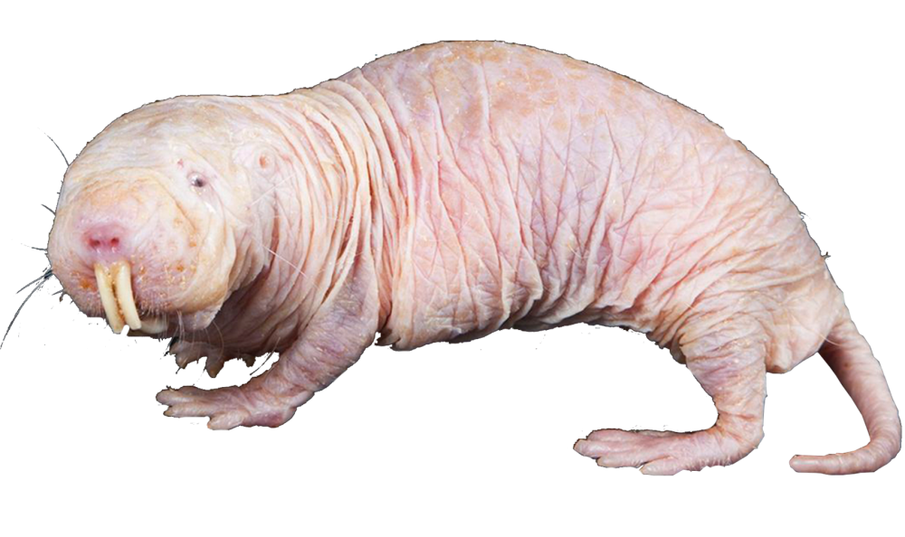 Голый землекоп (Heterocephalus Glaber)