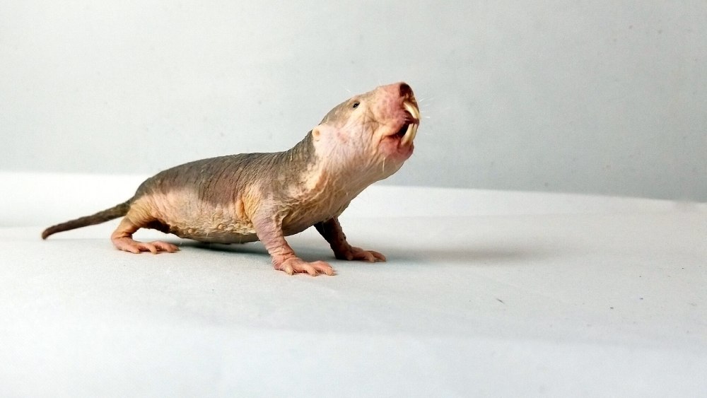Голый землекоп (Heterocephalus Glaber)