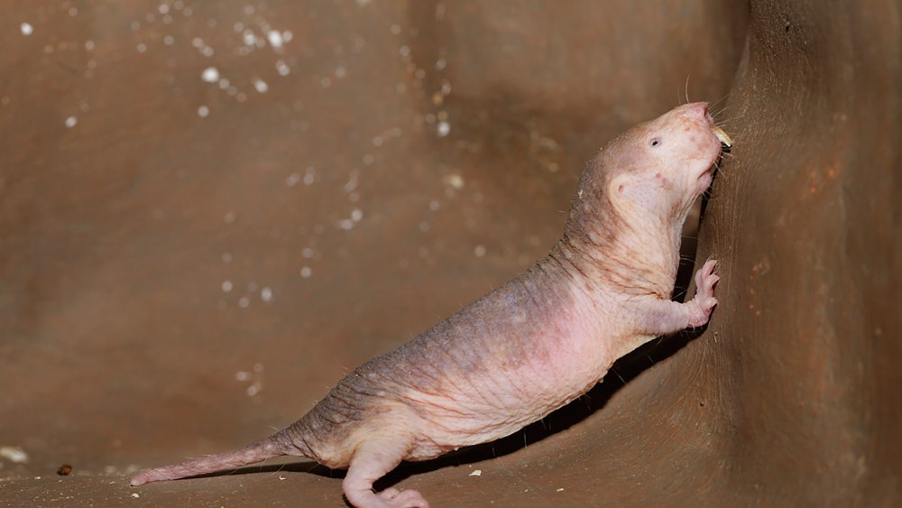 Голый землекоп (Heterocephalus Glaber)