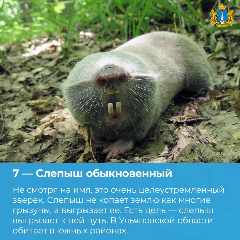 Обыкновенный слепыш