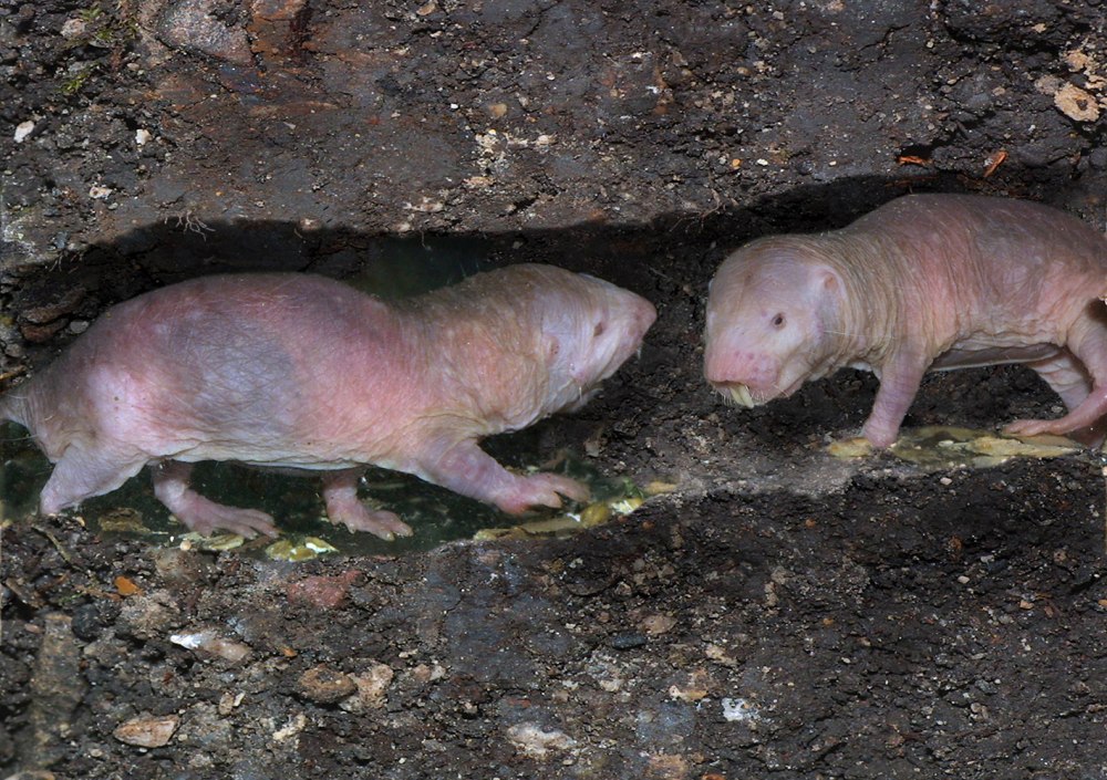 Голый землекоп (Heterocephalus Glaber)