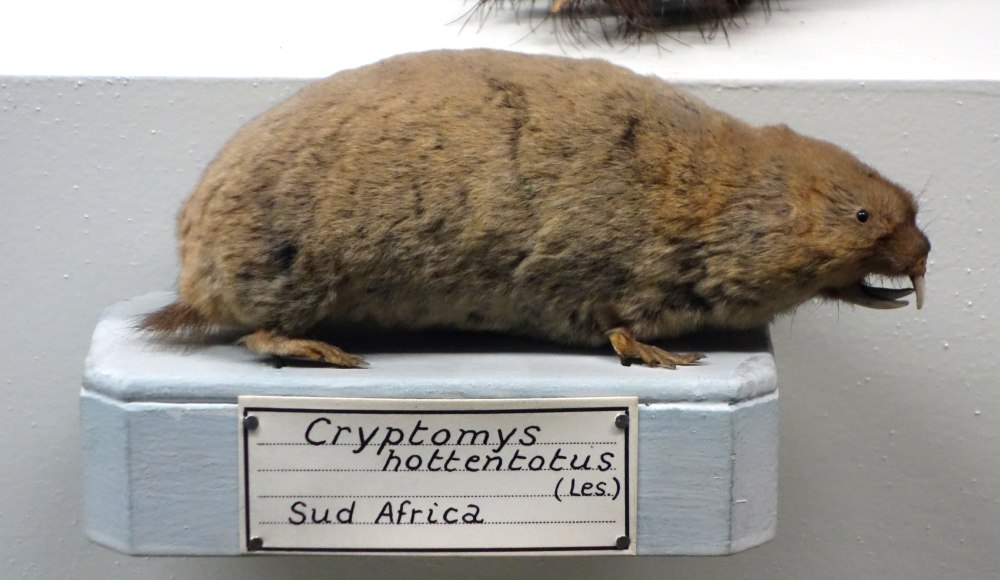 Cryptomys Zechi