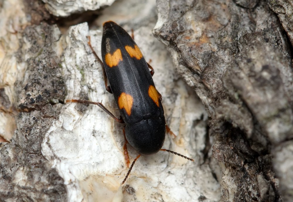 Heliophobius argenteocinereus