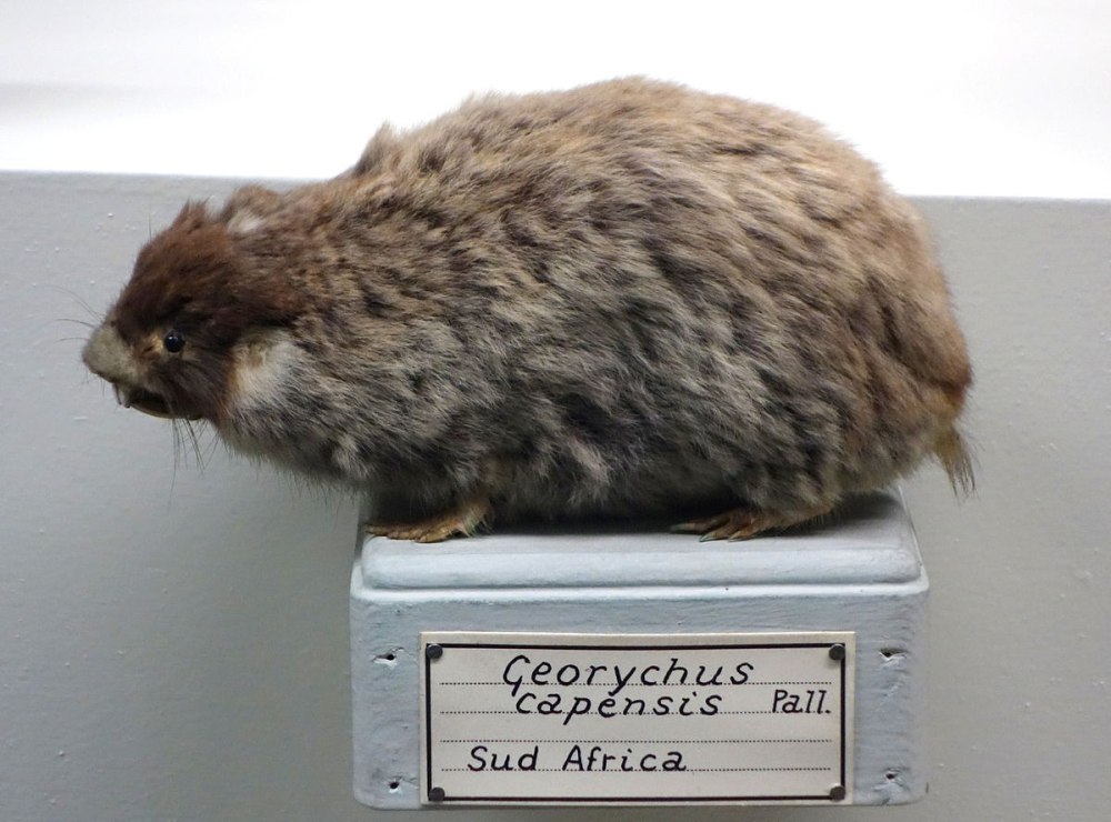 Georychus capensis