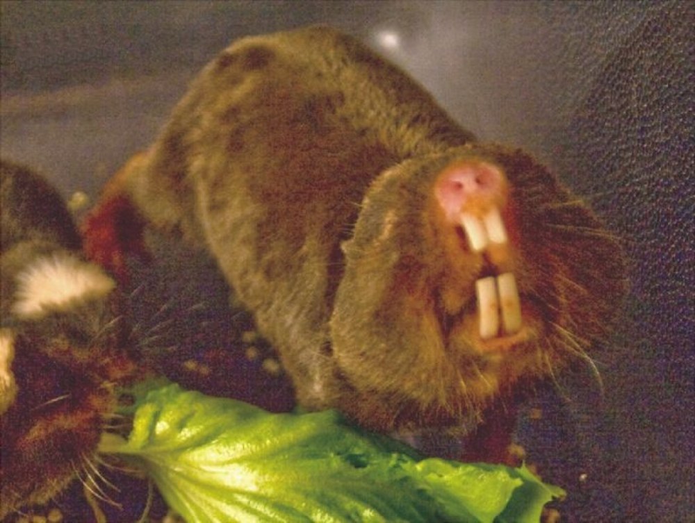 FUKOMYS damarensis