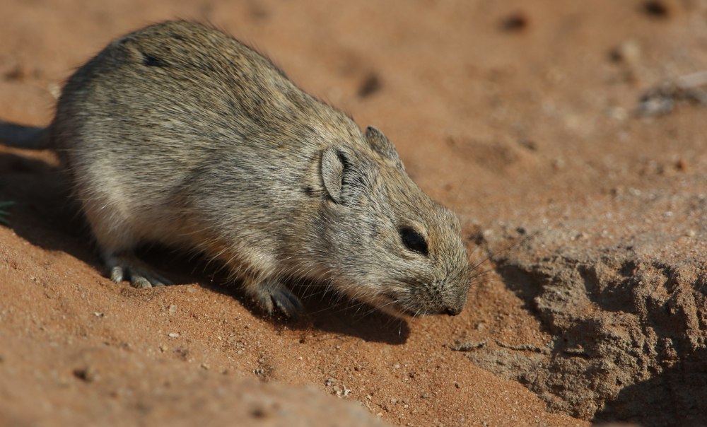 Paratomys brantsii фото и описание