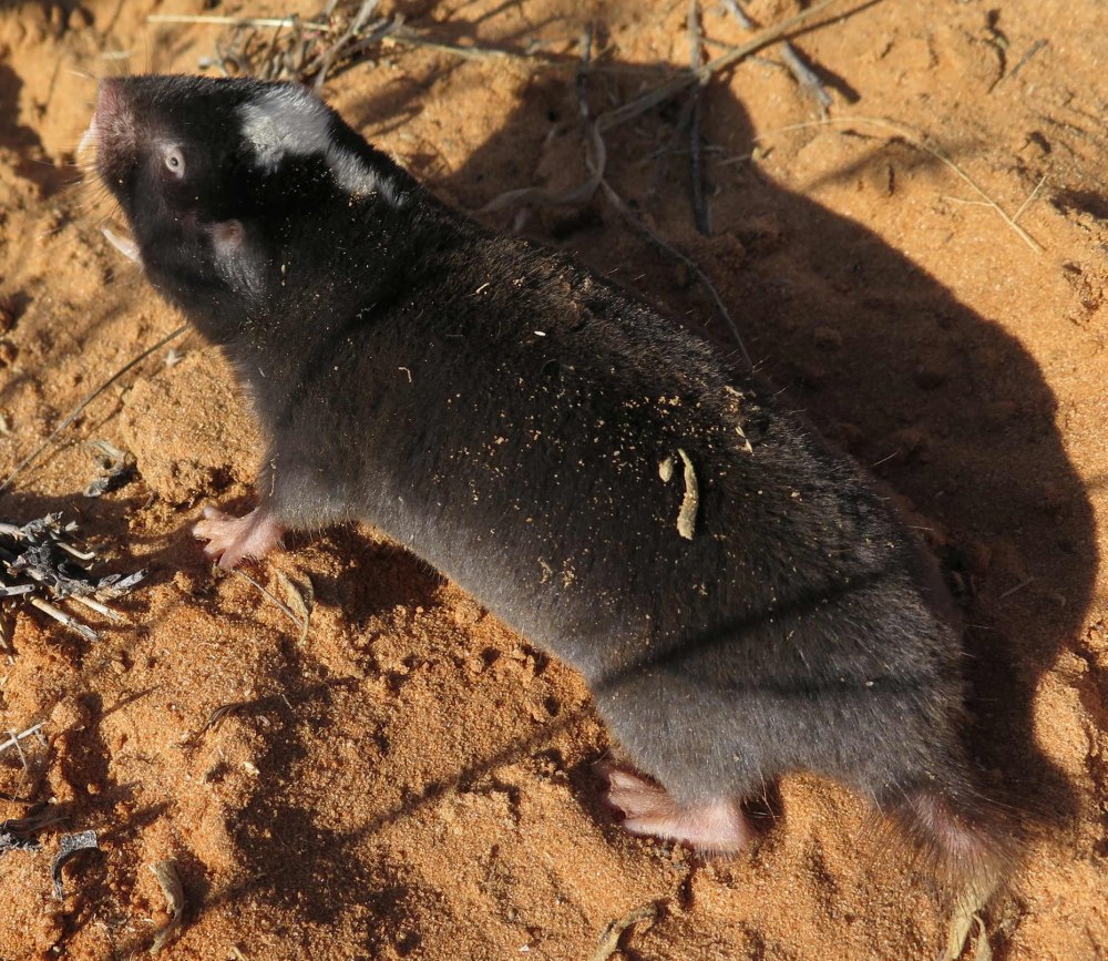 FUKOMYS damarensis