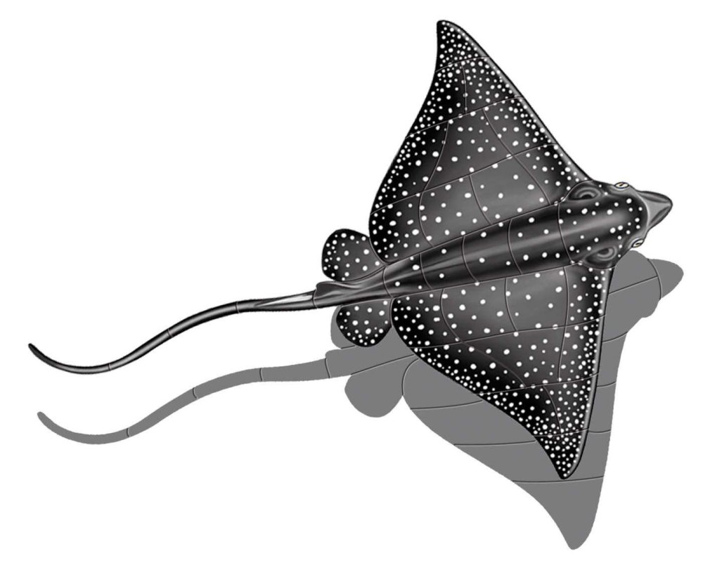 Stingray механический Скат