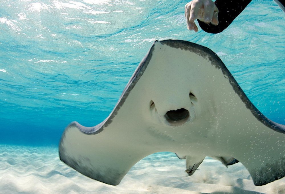 Скат Stingray