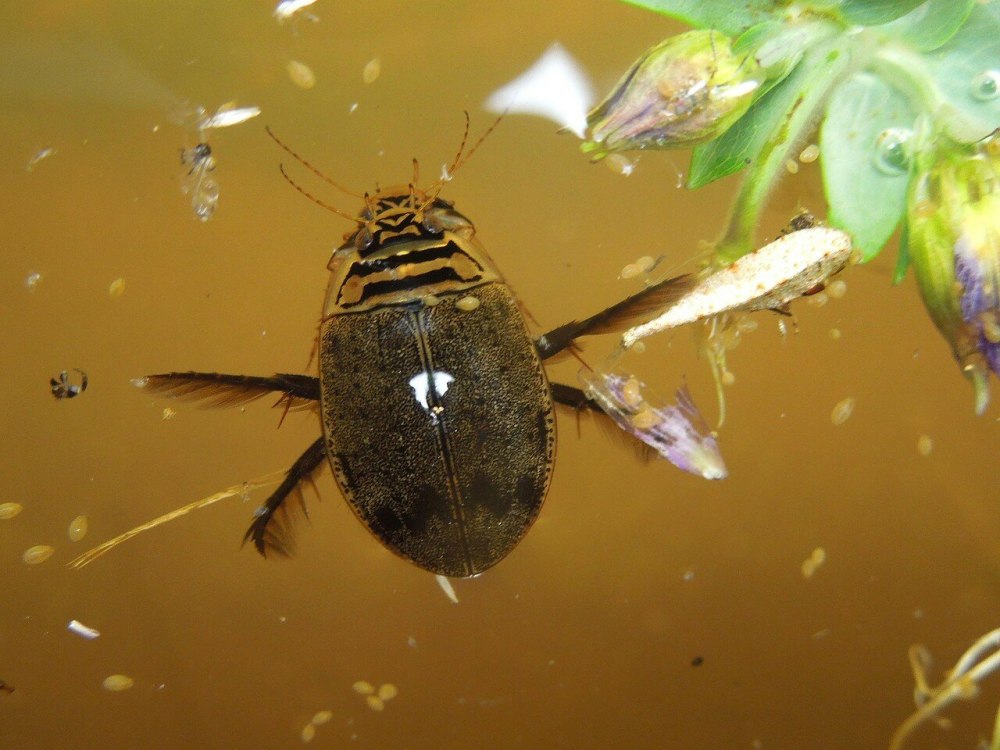 Hygrobia Hermanni