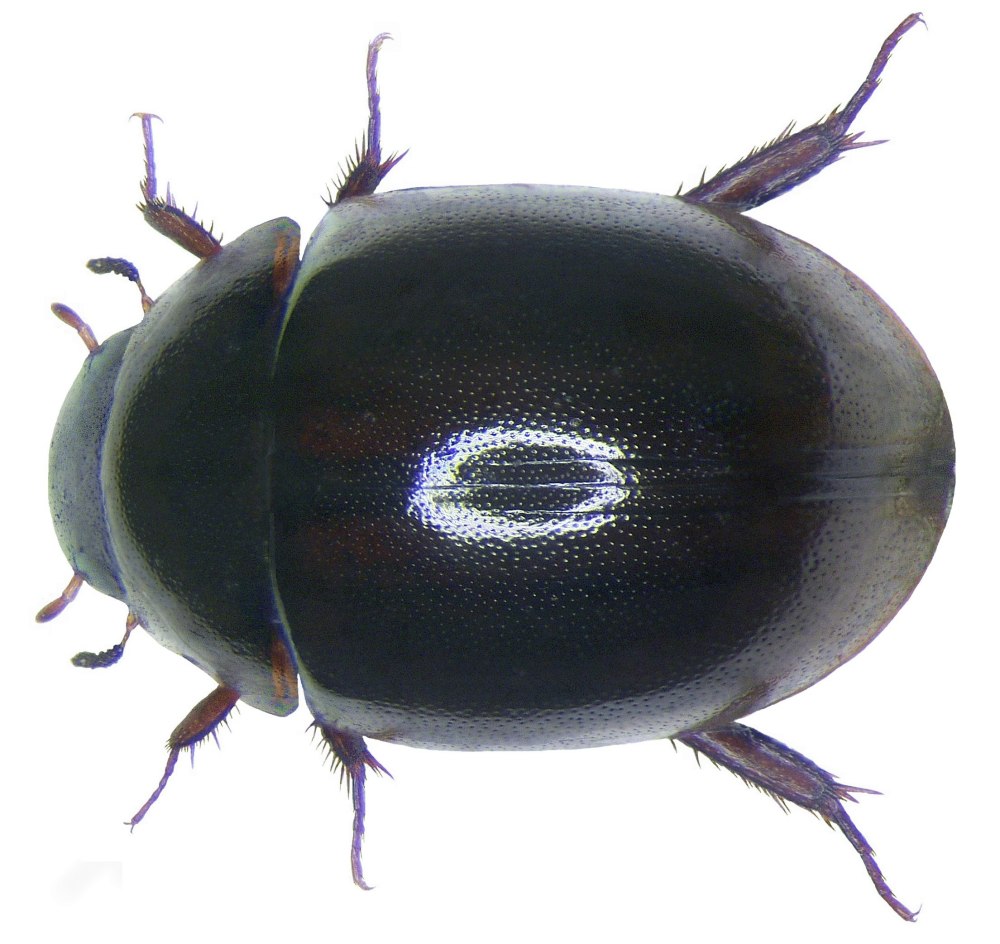 Phyllodrepa Floralis (Paykull, 1789)