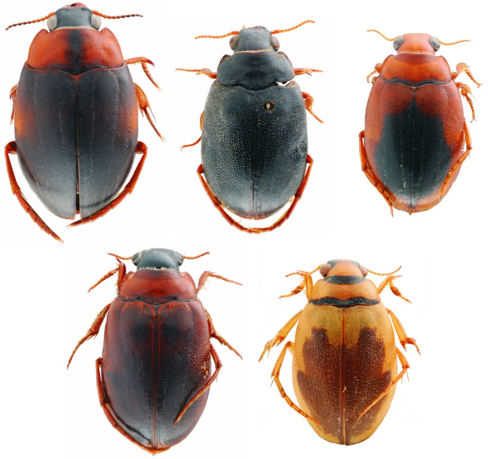 Hygrobia Hermanni
