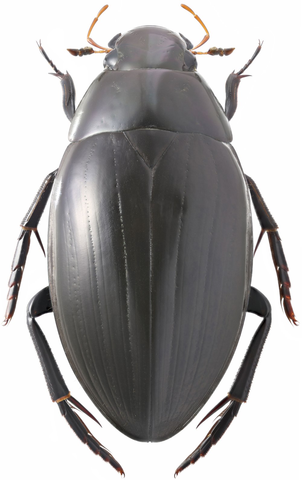 Жук водолюб (Hydrophilidae SP.)