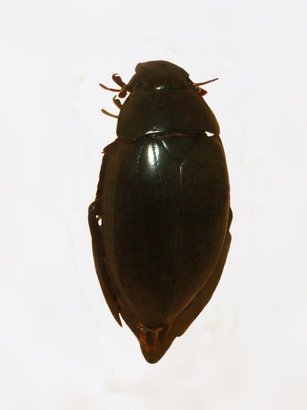 Hydrophilus piceus личинка