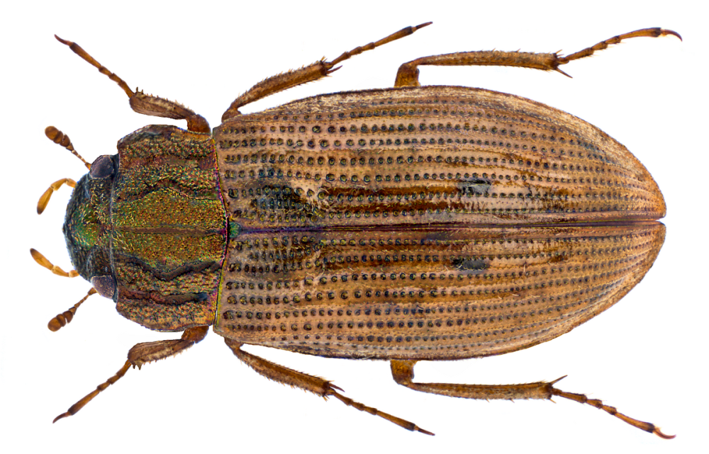 Noterus crassicornis